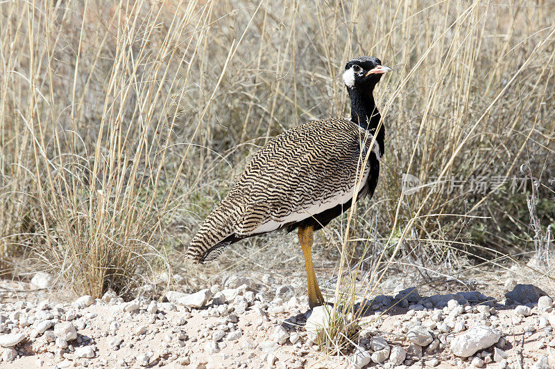 Black Korhaan, Kgalagadi越境公园，南非